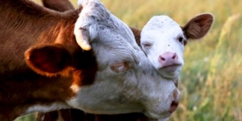 Koliko dugo možete muzeti kravu nakon teljenja?